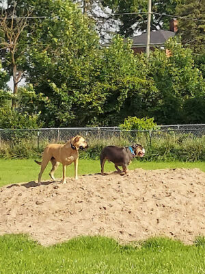 EZDogPark