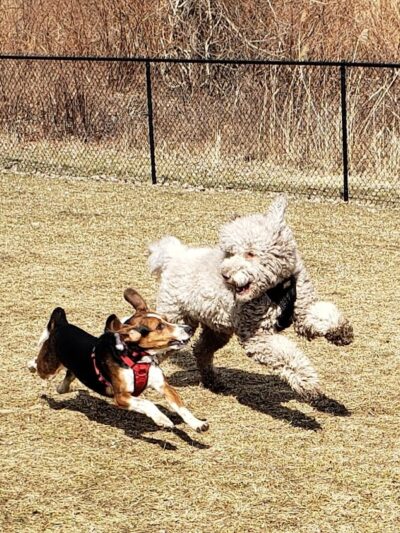 Hudson Dog Park - Hudson,