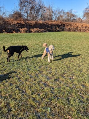 Hudson Dog Park