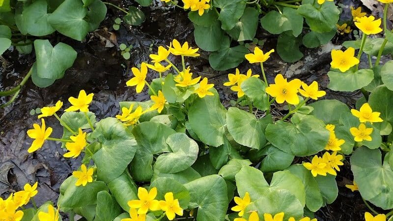 Hudsonville Nature Center - Hudsonville,