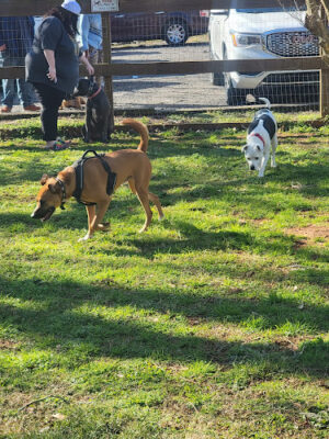 Hueytown Dog Park