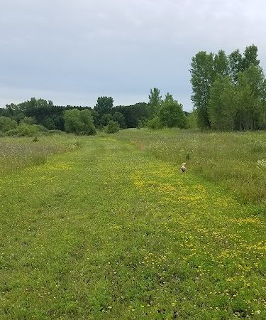 Future Irish Avenue Park