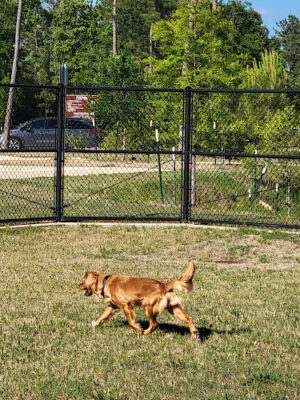 Walden Dog Park and Walking Trail