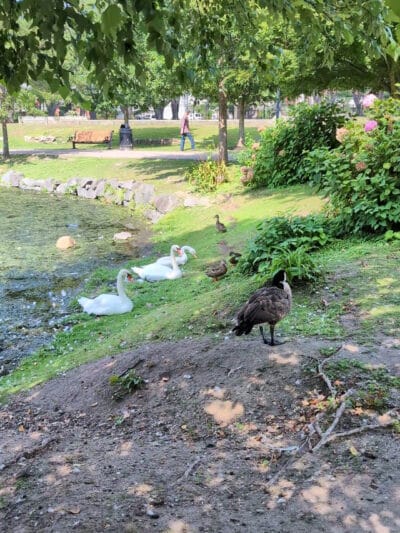 Heckscher Park - Huntington, NY