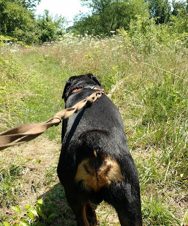 Carpenter Farm Park
