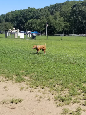 West Hills Big Dog Run