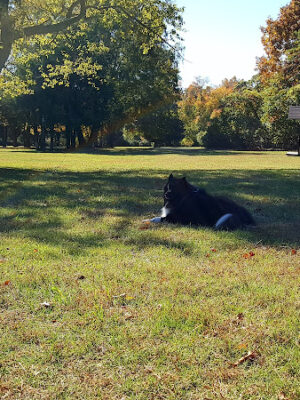 West Hills Small Dog Run