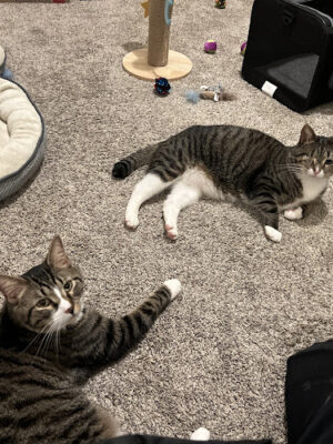 Golden Paw Society
