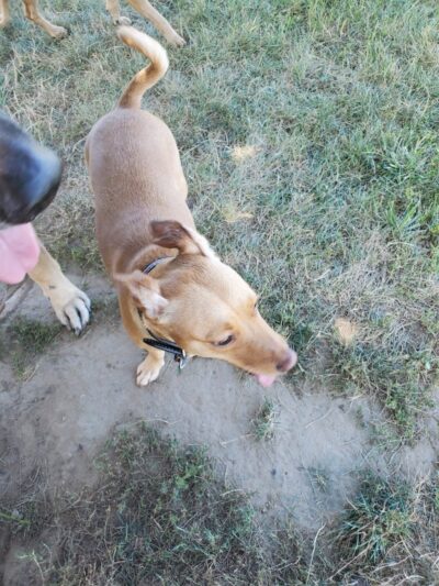 Erie Metro Bark Park - Huron, OH - Huron,