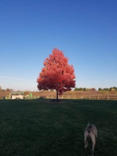 Erie Metro Bark Park - Huron, OH - Huron,