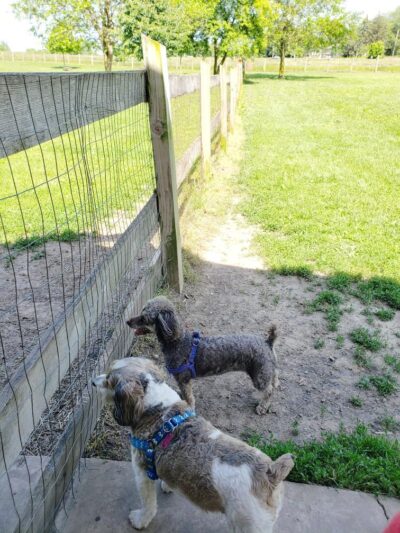 Erie Metro Bark Park - Huron, OH - Huron,