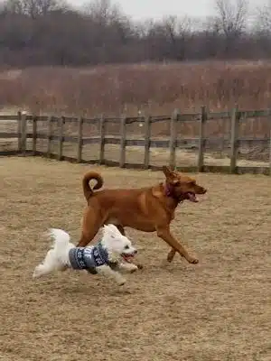 Erie Metro Bark Park - Huron, OH