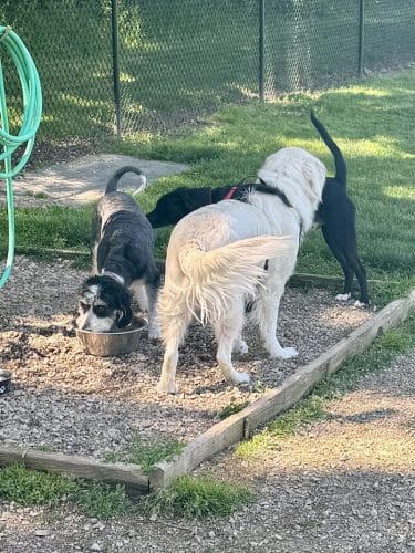 Erie Metro Bark Park - Huron, OH