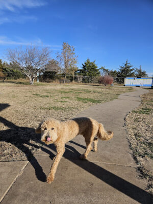 Hutchinson Dog Park