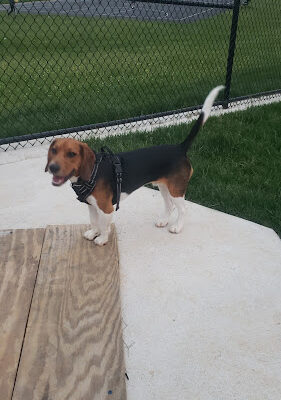 Kentland Dog Park