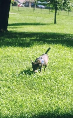 Pitcher Dog Park