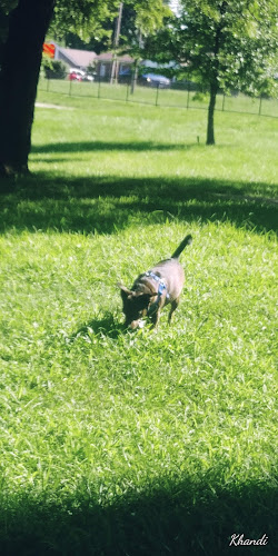 Pitcher Dog Park