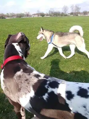 Dog Park