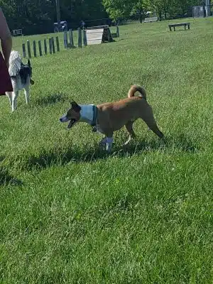 Dog Park