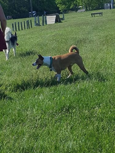 Dog Park