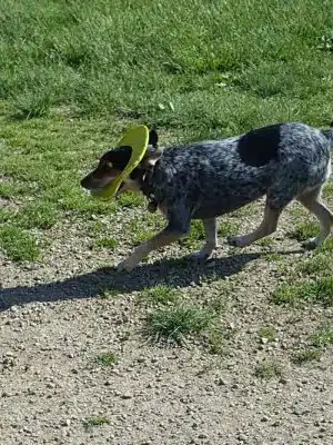 Dog Park
