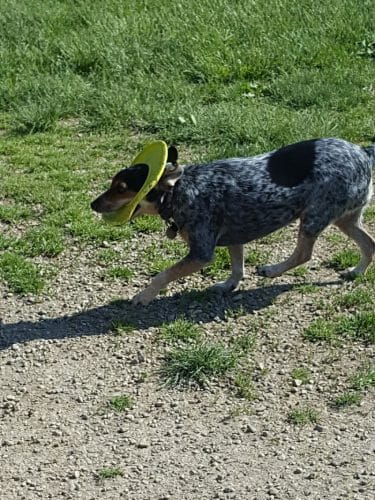 Dog Park