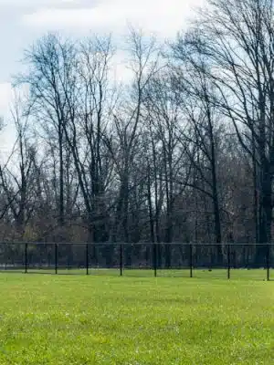 Dog Park
