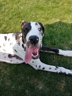 Dog Park