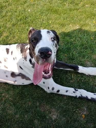 Dog Park