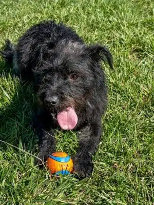 Dog Park