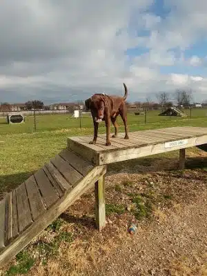 Dog Park