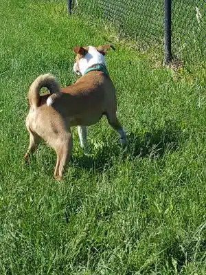 Dog Park
