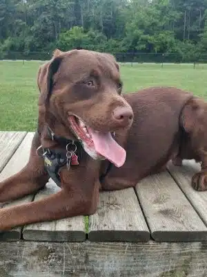 Dog Park