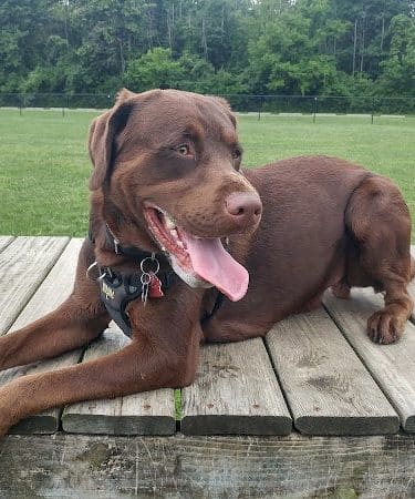 Dog Park