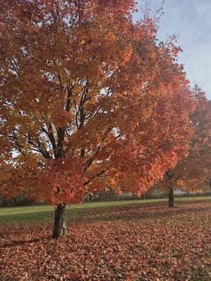 Gordon Gilmer Park (membership only)