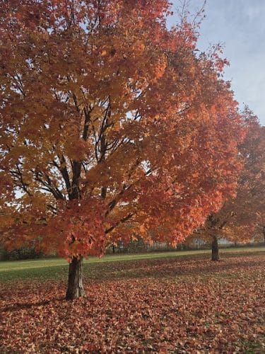 Gordon Gilmer Park (membership only)