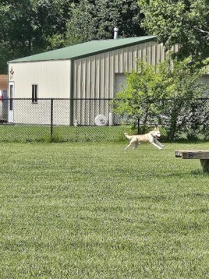 Smock Bark Park