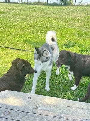 Smock Bark Park