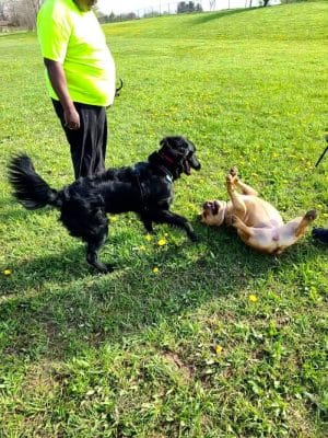 Smock Bark Park