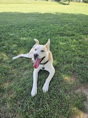 Smock Bark Park