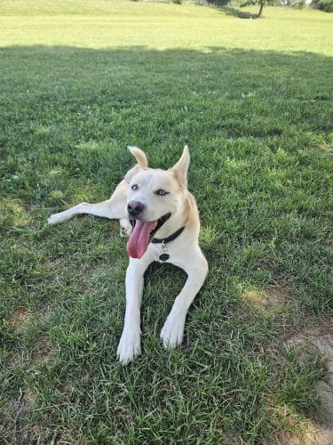 Smock Bark Park