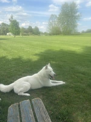 Smock Bark Park