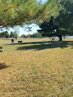 Smock Bark Park