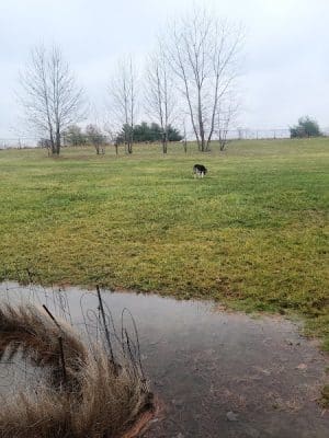 Smock Bark Park