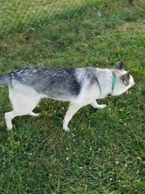 Smock Bark Park