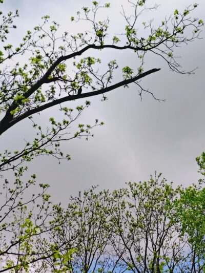 Colonial Park - Inkster,