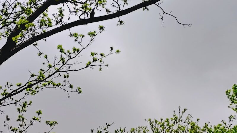 Colonial Park - Inkster,