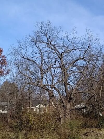 Lower Rouge Valley - Inkster,