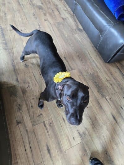 Pet Suite Retreat - Inkster,