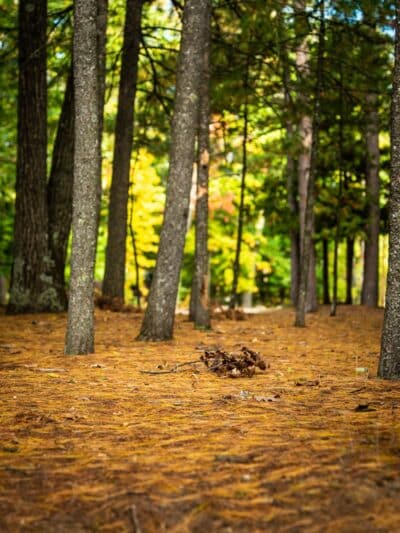 Interlochen State Park - Interlochen,